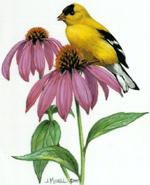 Goldfinch by Judy Mizell
