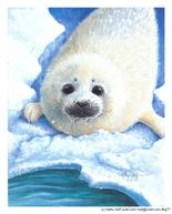 Sweet baby seal on the ice about to dive in