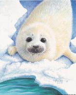 Harp Seal Pup designs