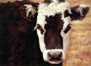 Cow, profile