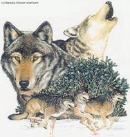 Wolves,running, howling, barbara gibson