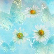blue butterflies, white daisies on blue