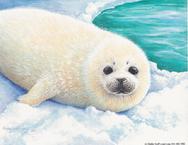 Harp seal in the snow