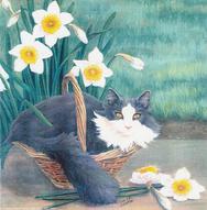 Cat, Daffodils, basket