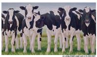Line of Holstein cows