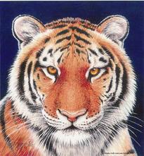 Tiger, portrait