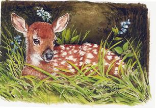Fawn lying in the grass