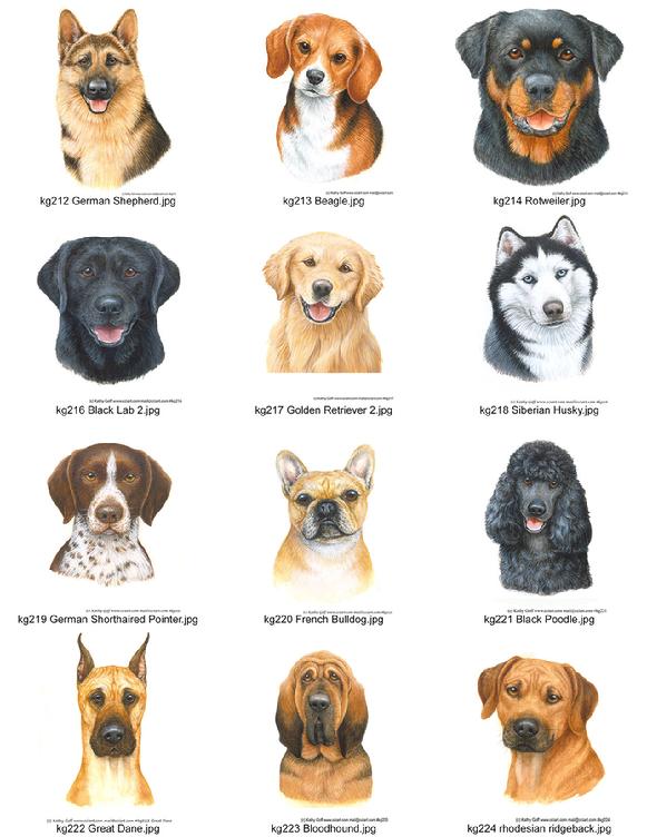 A variety of Dog Portraits by Kathy Goff.
